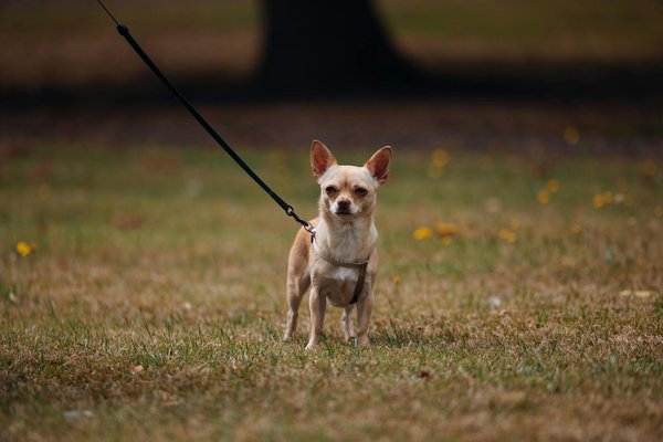 Quais são os impactos da poluição nos ecossistemas marinhos?
