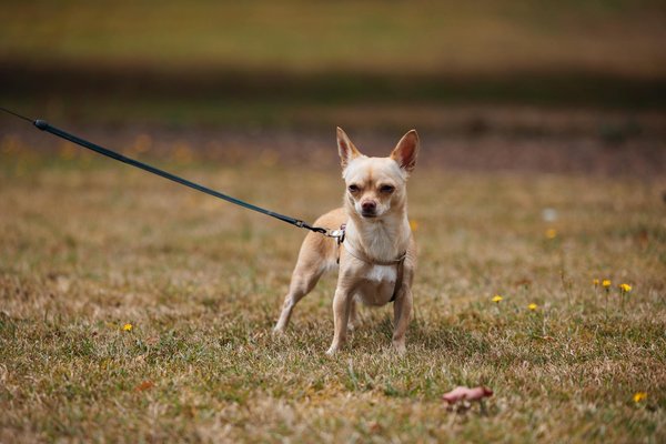 Como escolher o veterinário certo para seu cão?