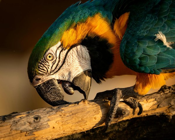 Sinais de desidratação em gatos: como identificar e agir rapidamente?