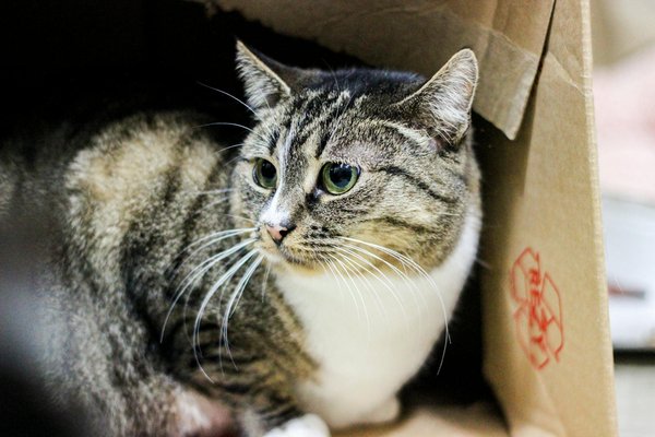 Dicas infalíveis para ensinar seu cachorro a socializar com outros animais em passeios